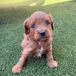 Simba - Red male Cavapoo puppy in Central, Arizona from Desert Valley Doodles