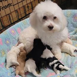 Havanese puppies from A Royal Havanese Court