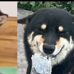 Shiba Inu from The Queen of Shibas