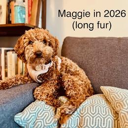 Maltipoo All Grown Up from Amanda Tsoi - Golden Maltipoo Pups