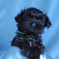 Affenpinscher and Lagotto Romagnolo Puppies from Skyfall and Morena