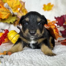 Butter Ball (grey) - Black tri-color male Australian Shepherd puppy in Falmouth, Kentucky from Queen City Farm