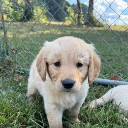Ariat - Light golden male Golden Retriever puppy in Ringgold, Georgia from Southern Belle's Puppies