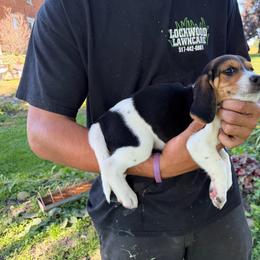 Boy 2 - Black fawn and white male Beagle puppy in Hudson, Michigan from Bachman’s Kennel