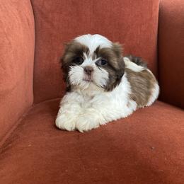 Boy 3 - male Shih Tzu puppy in Troy, Michigan from "Shihtzu Best Friend"
