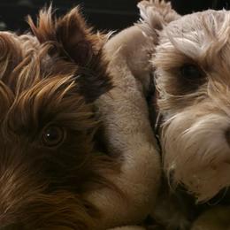 Miniature Schnauzers from Jentz Family Schnauzers