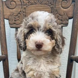 Cherry Cordal (Cherry) - Chocolate merle female Bernedoodle puppy in Hendersonville, North Carolina from Kim's Cove
