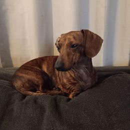 Vienna - Dachshund