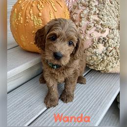 Wanda - Red female Australian Labradoodle puppy in Sacramento, California from Delta Breeze Labradoodles