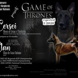 German Shepherd puppies from Abenteurer German Shepherds & Belgian Malinois