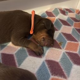 Girl 3 - Doberman Pinscher puppy in Silver Springs, Nevada from Evoke