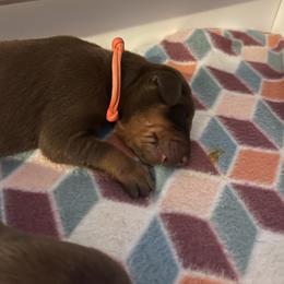 Girl 3 - Doberman Pinscher puppy in Silver Springs, Nevada from Evoke