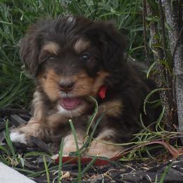Red Collar Girl - Tri-color female Bernedoodle puppy in Ogden, Utah from Salty Point Doodles