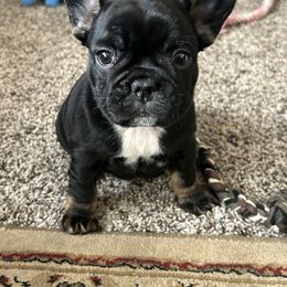 French Bulldog Puppies from Fishie's Frenchies