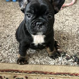 French Bulldog Puppies from Fishie's Frenchies