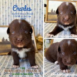 Charles - Red & white male Australian Shepherd puppy in Temecula, California from Boulder & Branch Aussie Ranch