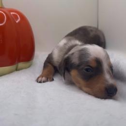 Boy 1 - Dapple male Dachshund puppy in Bakersfield, California from KC Doxies
