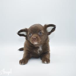 Angel - Chocolate female Chihuahua puppy in Bulls Gap, Tennessee from Smokey Mountain Chihuahuas