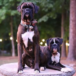Boxer puppies from Atelier Boxers