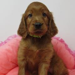 Girl 2 - Mahogany female Irish Setter puppy in Carriere, Mississippi from Lakeside Irish Setters