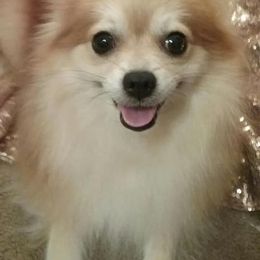 Pomeranians from The PomShire
