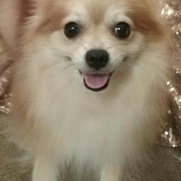 Pomeranians from The PomShire