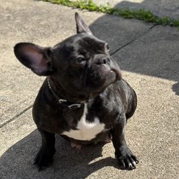 Diamond - French Bulldog