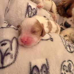 Teddy - Blenheim male Cavalier King Charles Spaniel puppy in North Carolina from Waggin Tails