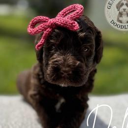 Dolly - Brown and white female Bernedoodle puppy in Fort Pierce, Florida from Gentle Giants Doodle Co.