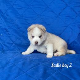 Sadie boy 2 - Agouti and white male Siberian Husky puppy in Ocala, Florida from Florida Husky Puppies