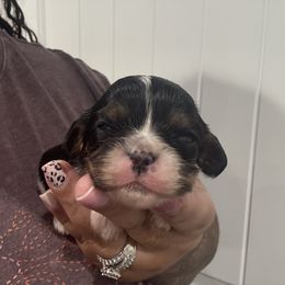 Tri 2 - Tri-color male Cavalier King Charles Spaniel puppy in Spanaway, Washington from Roy-alty Cavaliers