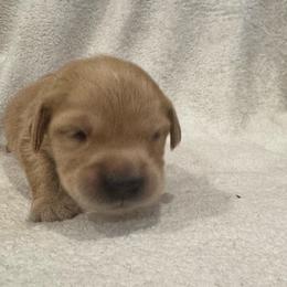 Comet:Green collar - Golden male Golden Retriever puppy in Monterey, Tennessee from Lawson’s Green Acres Goldens and Mini Dachshunds