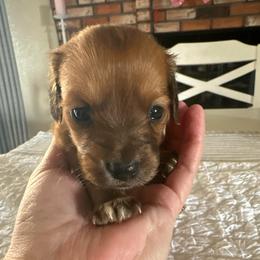 Girl 1 - Red female Dachshund puppy in Modesto, California from Lola’s Doxies