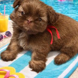 Red girl - Liver female Shih Tzu puppy in Berkeley Springs, West Virginia from Sandridge Shih Tzus