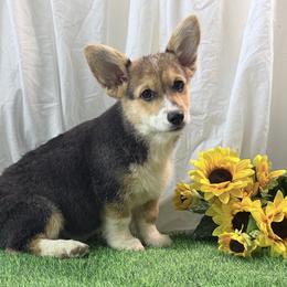 Boy 1 - Black and tan male Pembroke Welsh Corgi puppy in Moulton, Alabama from Reed's Pembroke Corgi Welsh