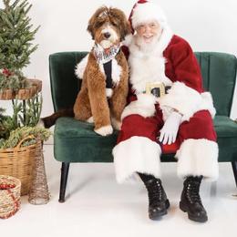 Bernedoodle All Grown Up from Backwoods Bernedoodles