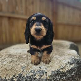 Bluey - 2,700 - Black and cream male Dachshund puppy in Anaconda, Montana from Montana Country Dachshunds