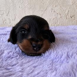 Orion - Black and tan male Dachshund puppy in Venice, Florida from Crowline Kennels