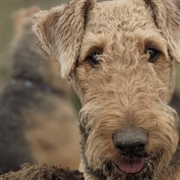 Airedale Terriers from Calarly Airedales