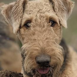 Airedale Terriers from Calarly Airedales