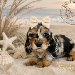 Stephanie - Dapple female Dachshund puppy in Riverton, Wyoming from Wild Rose Ridge Doxies