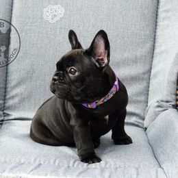 French Bulldog Puppies from A & B French Bulldogs