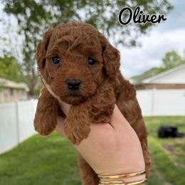 Oliver - Red  male Poodle puppy in Morehead, Kentucky from Paw Perfect Pets