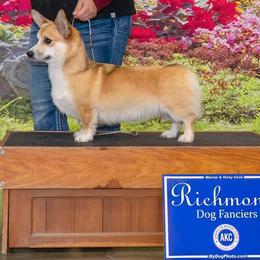 Blossom - Pembroke Welsh Corgi