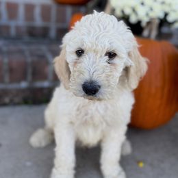 Goblin' - Cream male Goldendoodle puppy in Greenville, North Carolina from ENC Goldendoodles