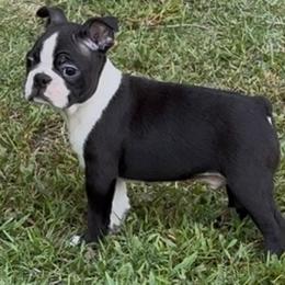 Rex - Black and white male Boston Terrier puppy in Williamsburg, Virginia from McMiesz