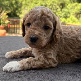 Girl 2 - female Goldendoodle puppy in Coppell, Texas from Bethel Stream Goldendoodles