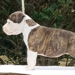 American Staffordshire Terrier and French Bulldog Puppies from Cicero Kennels