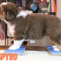 Australian Shepherd Puppies from Starlit Grove Australian Shepherds