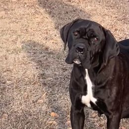 Cleo - Cane Corso